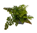 Himalayan Maidenhair Fern - Adiantum venustum - 2.5" Pot Himalayan Maidenhair Fern - Adiantum venustum - 2.5" Pot
