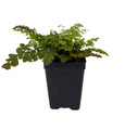 Himalayan Maidenhair Fern - Adiantum venustum - 2.5" Pot Himalayan Maidenhair Fern - Adiantum venustum - 2.5" Pot
