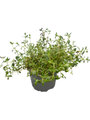 English Thyme Herb - 4" Pot - Thymus Vulgaris - Live Plant