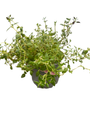 English Thyme Herb - 4" Pot - Thymus Vulgaris - Live Plant