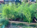50 Mary Washington Improved Asparagus Roots  - Heirloom/Superior Flavor/No GMOs
