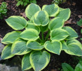 Wide Brim Hosta - Shade Loving Perennial Plant - Quart Pot