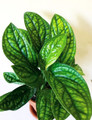 Monstera Peru Philodendron - Monstera karstenianum - 4" Pot