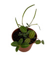 Beetle Peperomia angulata - 2.5" Pot