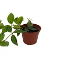 Diamond Peperomia puteolata - 2.5" Pot