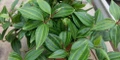Diamond Peperomia puteolata - 2.5" Pot