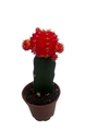 Red & Orange Grafted Moon Cactus - 2.5" Pot
