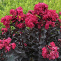 CENTER STAGE® PINK Crapemyrtle - Lagerstroemia indica - Proven Winners - 4" Pot