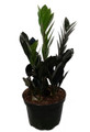 Black Super Nova ZZ Plant - Zamioculcas - 6" Pot - Collector's