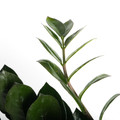 Black Super Nova ZZ Plant - Zamioculcas - 6" Pot - Collector's