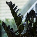 Black Super Nova ZZ Plant - Zamioculcas - 6" Pot - Collector's
