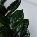 Black Super Nova ZZ Plant - Zamioculcas - 6" Pot - Collector's