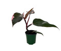 Rare Pink Princess Philodendron - 4" Pot - Collector's Series