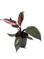 Rare Pink Princess Philodendron - 4" Pot - Collector's Series