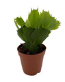 Pink Christmas Cactus Plant - Zygocactus - 2" Pot