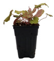 Caramel Coral Bells - Heuchera - Shade Perennial - 2.5" Pot