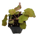 Caramel Coral Bells - Heuchera - Shade Perennial - 2.5" Pot