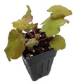 Caramel Coral Bells - Heuchera - Shade Perennial - 2.5" Pot