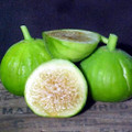 White Marseilles Italian Honey Fig Plant - 2.5" Pot - Blanche Fig