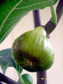 White Marseilles Italian Honey Fig Plant - 2.5" Pot - Blanche Fig