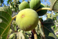 White Marseilles Italian Honey Fig Plant - 2.5" Pot - Blanche Fig