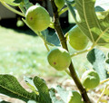White Marseilles Italian Honey Fig Plant - 2.5" Pot - Blanche Fig
