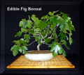 White Marseilles Italian Honey Fig Plant - 2.5" Pot - Blanche Fig