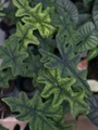 Jacklyn Alocasia tandurusa - 4" Pot - Collector's Series