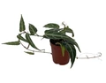 Amazon Jungle Vine - Cissus amazonica - 2" Pot - Collector's Series