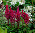 Visions in Red Astilbe - Shade Perennial - Live Plant - Gallon Pot