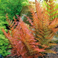 Brilliance Autumn Fern - Dryopteris erythrosora - Gallon Pot