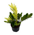 Chameleon ZZ Plant- Zamioculcas zamiifolia - NEW - 6" Pot - Collector's Series