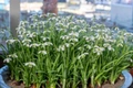 Hippolyta Flowering Snowdrops - 5 Bulbs - Galanthus nivalis - 6/+ cm Bulbs