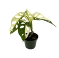 Exotic Variegated Swiss Cheese Plant - Monstera adansonii var - 4" Pot