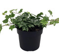 Stardust English Ivy - Hedera - 4" Pot - Indoors