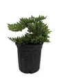 Japanese Juniper Bonsai Tree - 6" pot - Juniperus procumbens nana