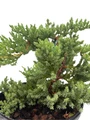 Japanese Juniper Bonsai Tree - 6" pot - Juniperus procumbens nana
