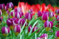 Persian Pearl Tulip 15 Bulbs - Very Hardy - Perennial - 6/+ cm Bulbs