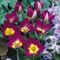 Persian Pearl Tulip 15 Bulbs - Very Hardy - Perennial - 6/+ cm Bulbs