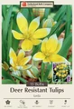 Tarda Perennial Tulip 15 Bulbs - Very Hardy - 8/+ cm Bulbs