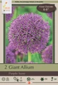 Purple Suze Flowering Onion Allium 2 Bulbs - 14/+ cm Bulbs