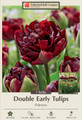 Palmyra Double Early Tulip - NEW - 7 Bulbs - 12/+ cm Bulbs