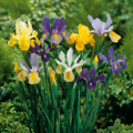 Dutch Iris Mixture 20 Bulbs - Hardy - 8/9 cm Bulbs