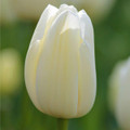 Catherina Single Late Tulip 7 Bulbs - 12/+ cm Bulbs - Pure White