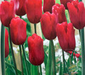 Ariel Single Late Tulip 7 Bulbs - 12/+ cm Bulbs - Bright Red Blooms