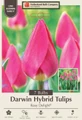 Rosy Delight Darwin Tulip - 7 Bulbs - 12/+ cm Bulbs - Large Flowers