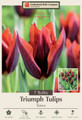 Slawa Triumph Tulip 7 Bulbs - Exclusive! - 12/+ cm Bulbs - Unbelievable Color