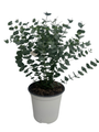 Eucalyptus Glacier - Indoors or Out - Live Plant - 6" Pot