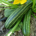 Cocozelle Zucchini Bush Squash - 15 Seeds