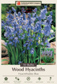 Blue Wood Hyacinth 10 Bulbs - Hyacinthoides - Spanish Bluebell - 8/10 cm Bulbs